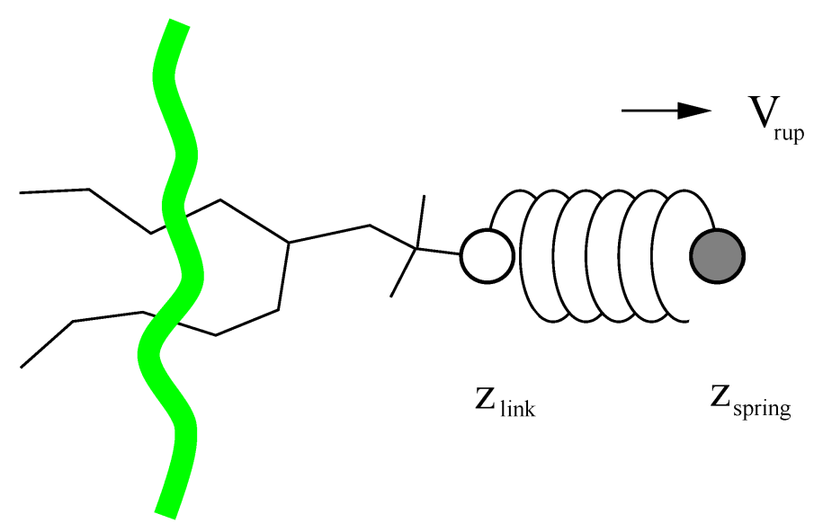 图6.1: 使用伞形牵引将脂分子拉出双脂层的示意图. $V_{rup}$ 为弹簧是收缩速度, $Z_{link}$ 为弹簧附着的原子, $Z_{spring}$ 为弹簧的位置.