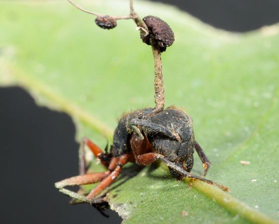 真菌会控制蚂蚁在死前紧紧抱住叶片，以免掉在地上降低扩散孢子的效果。图片来自impactlab.net