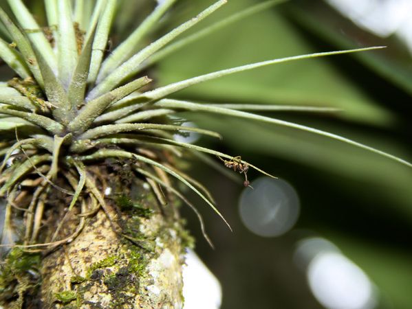 挂在空中凤梨上的蚂蚁，已经被真菌寄生长出了子实体。图片来自impactlab.net
